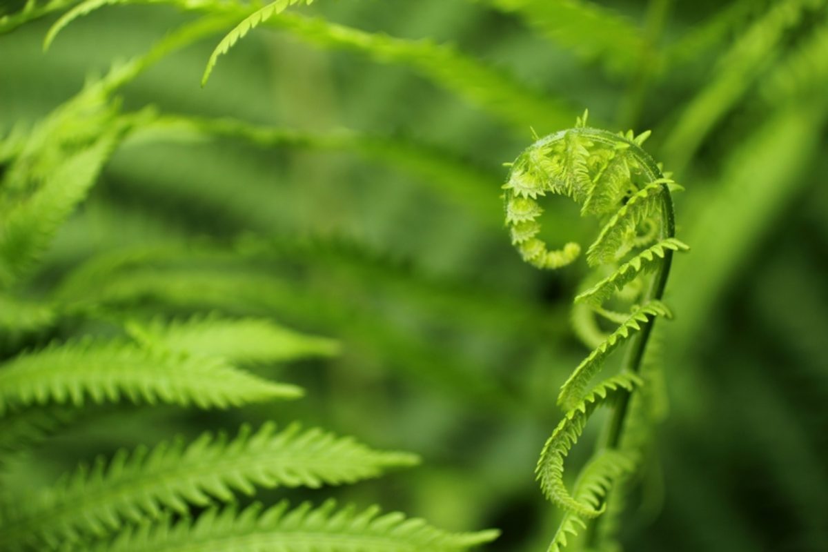 fern